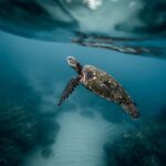 Partir en voyage au Chili et découvrir la plongée sous-marine