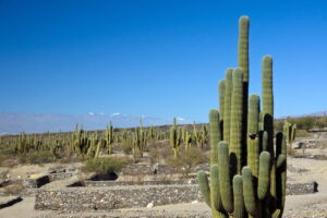 Forêt de cactus cardones sous un ciel bleu, nord-ouest argentin Forêt de cactus cardones sous un ciel bleu, nord-ouest argentin