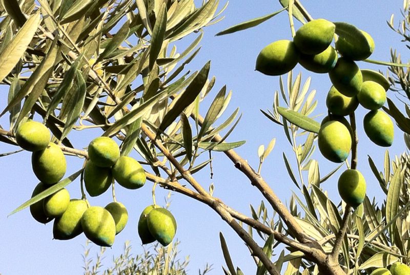 Olives sur un olivier dans la campagne d'Esporles à Majorque Olives sur un olivier dans la campagne d'Esporles à Majorque