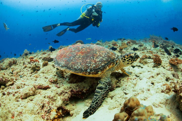 Les eaux riches des Maldives