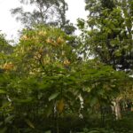 Balades à faire à Chiang Mai