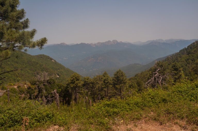 Dans le maquis corse Dans le maquis corse