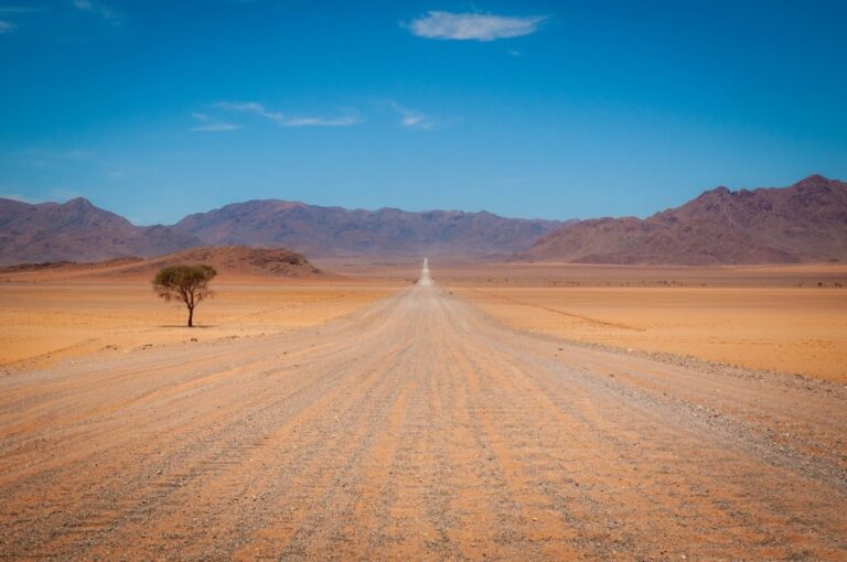 végétation du désert du Namib en roadtrip Namibie