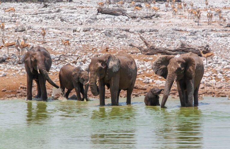 éléphants au point d'eau du parc national Etosha Namibie