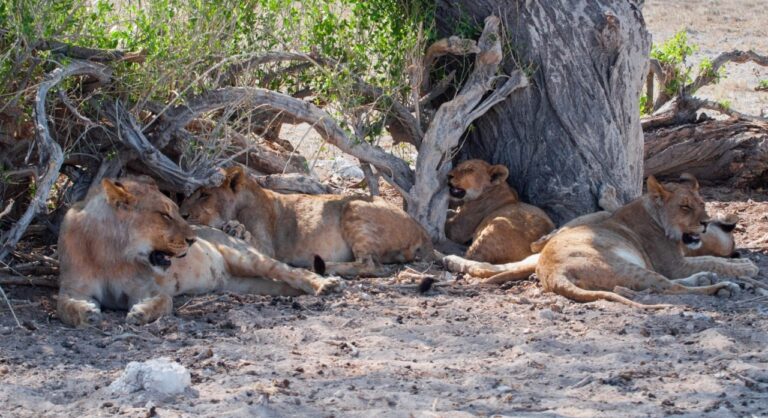 lionnes et lionceaux en safari au parc Etosha Namibie