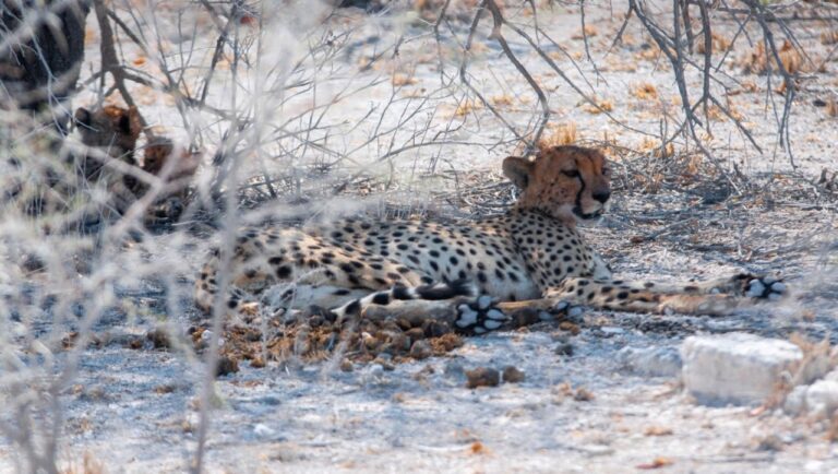 guéparde et ses petits au parc Etosha lors d'un safari Namibie
