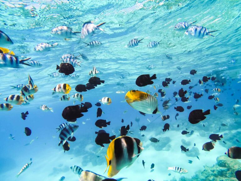 Plongée sous marine pour découvrir la faune locale Plongée sous marine pour découvrir la faune locale