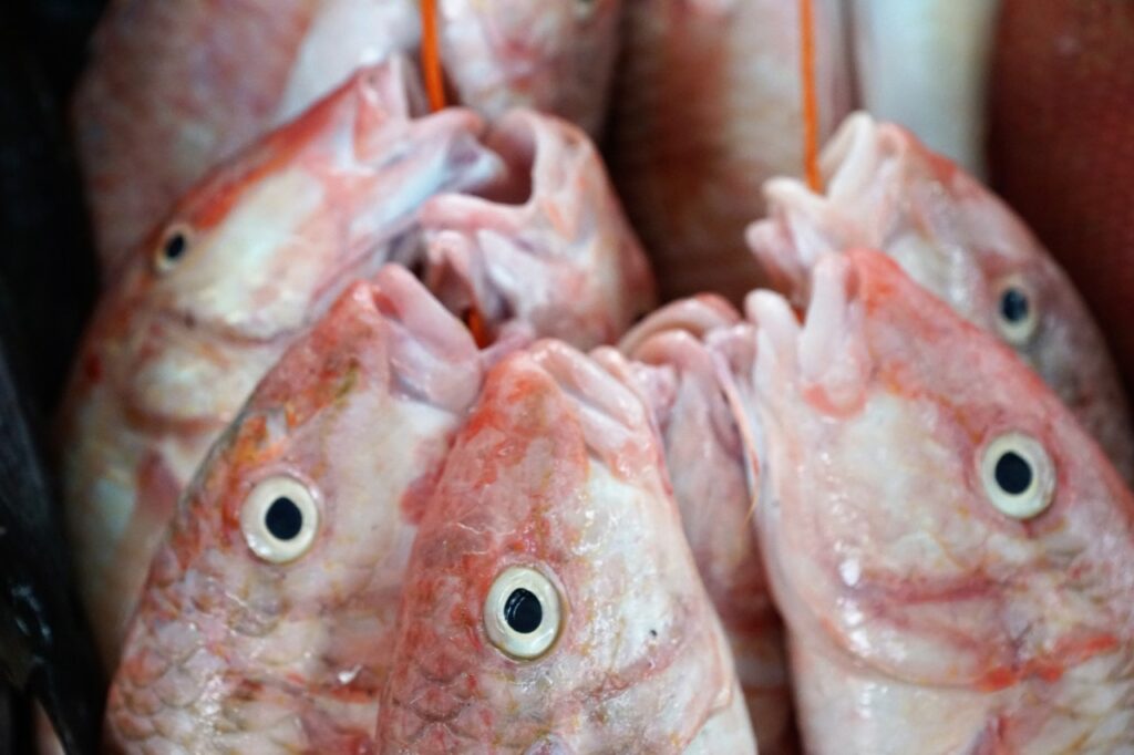 La pêche du jour au marché La pêche du jour au marché