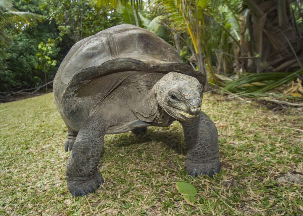 Tortue géante