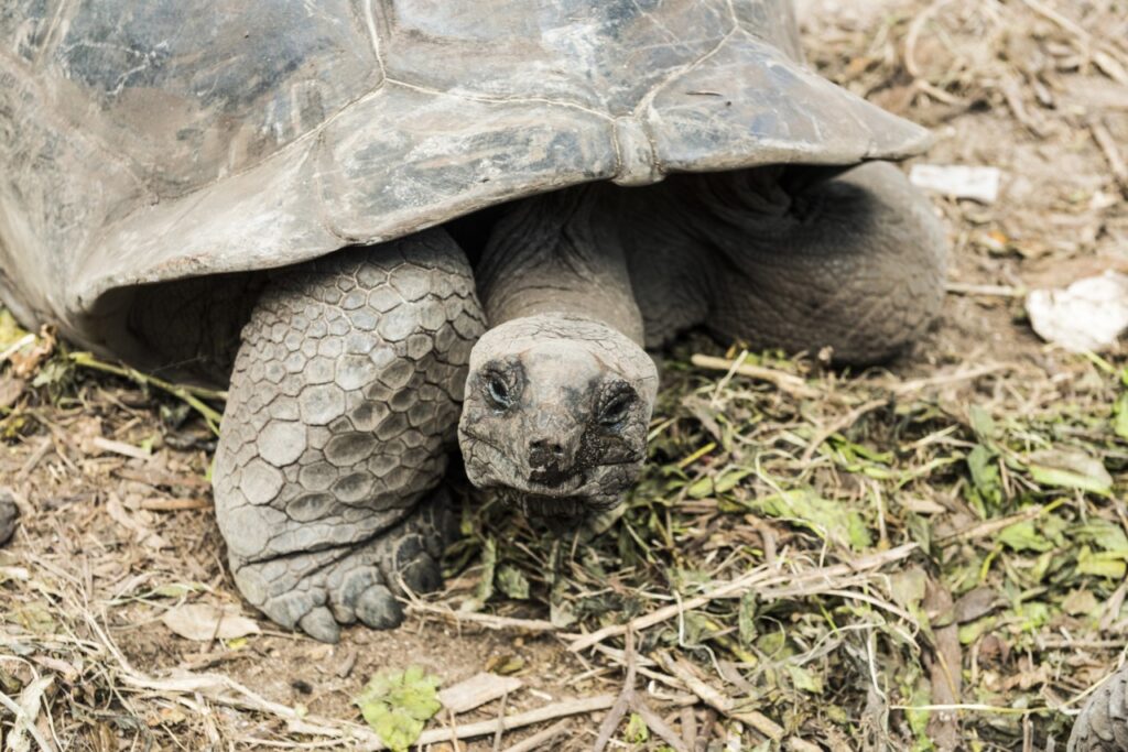 Tortue Tortue