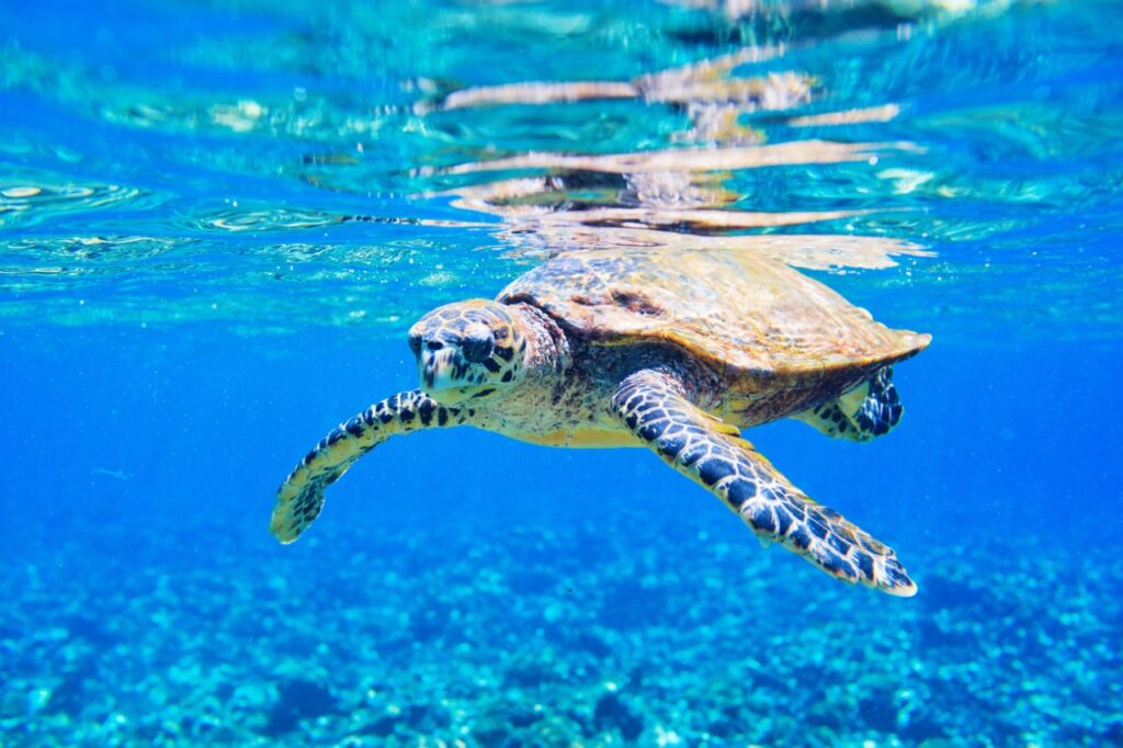Tortue marine aux Seychelles Tortue marine aux Seychelles