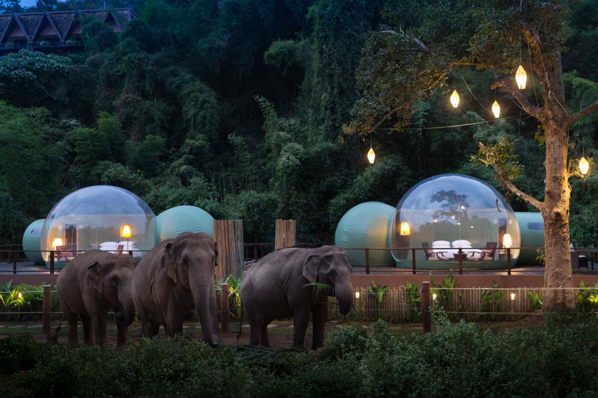bulles anantara elephants