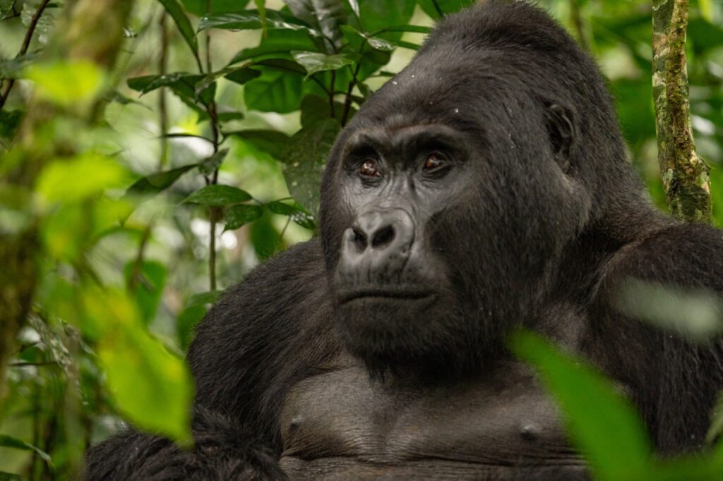 Un singe Un singe