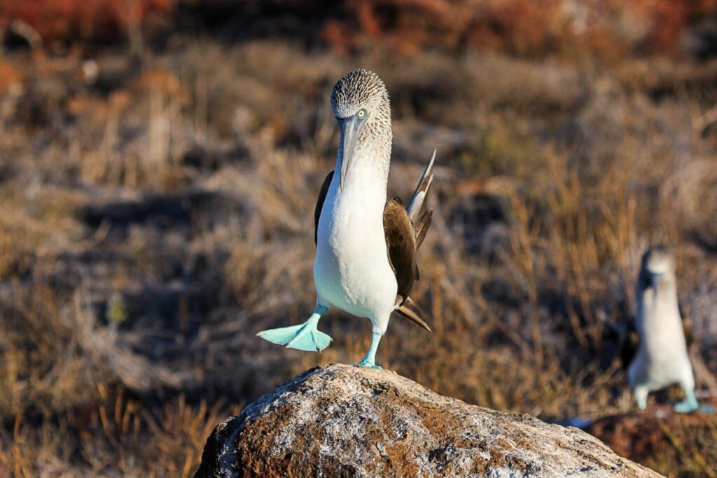 Le fou à pieds bleus Le fou à pieds bleus