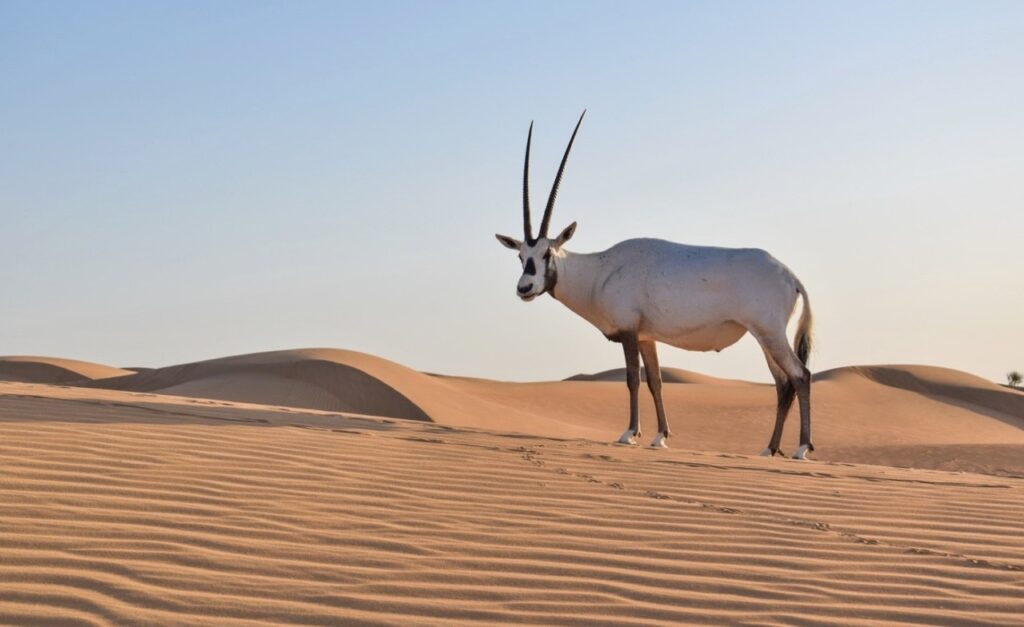 Oryx desert Dubaï Oryx desert Dubaï