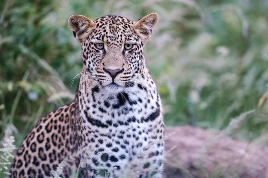 Toute la journée, vous croisez des animaux sauvages, le luxe total ! Toute la journée, vous croisez des animaux sauvages, le luxe total !