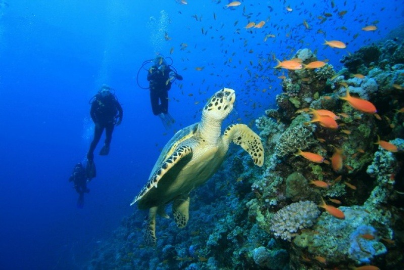 tortue marine observée en plongée aux Maldives