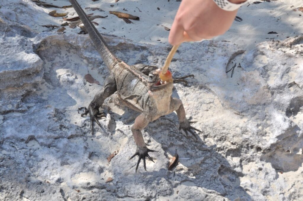 Donner à manger aux iguanes