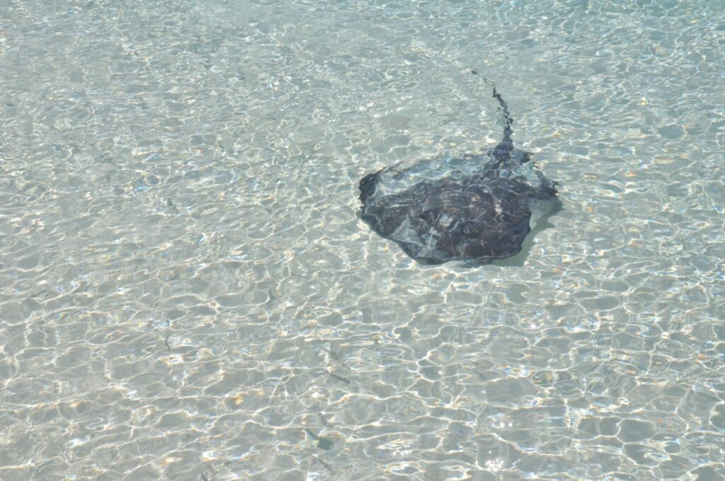 Raie Manta aux Maldives