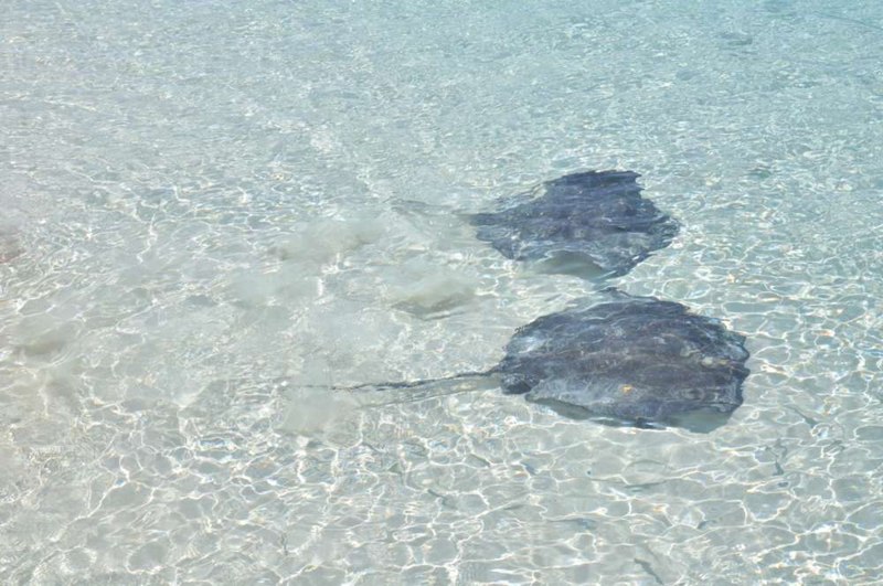 Nager avec les raies manta