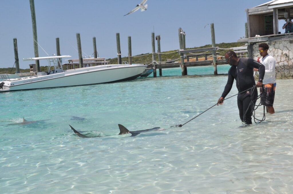 Donner à manger aux requins