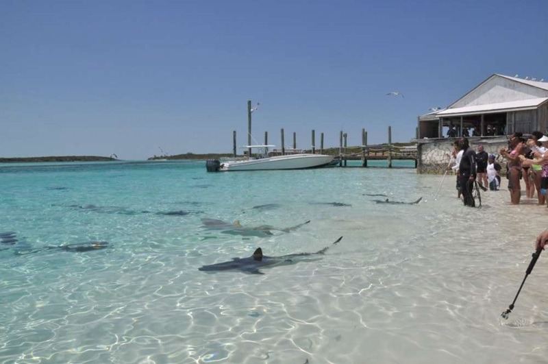Les requins de Paradise Island