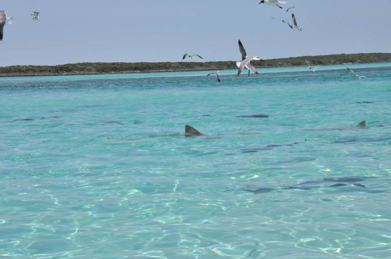 Voir des requins