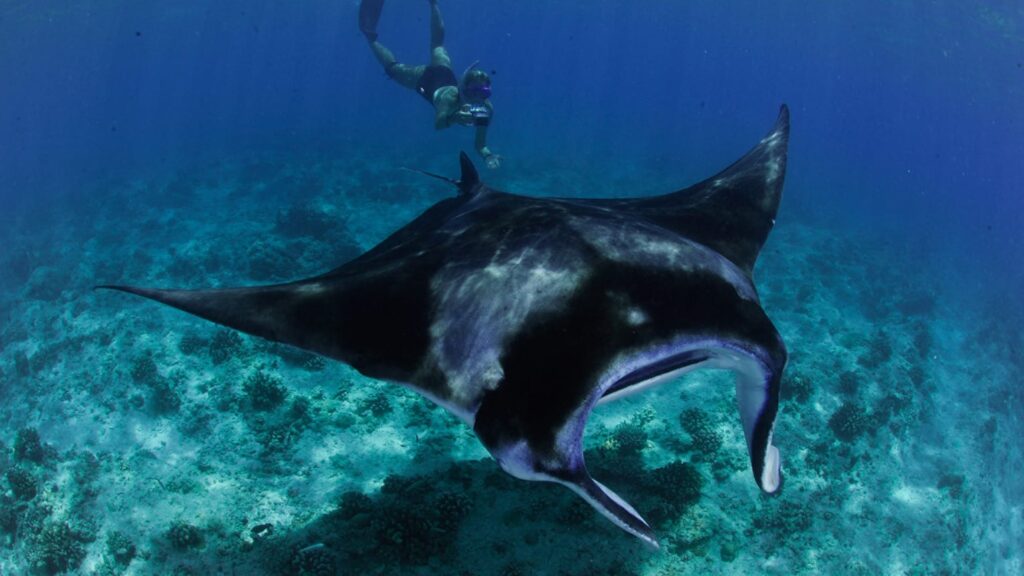ballet de raies manta lors d'une plongée aux Maldives, Four Seasons Explorer