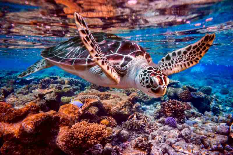 Tortue marine
