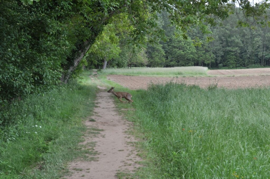 Se faire surprendre par une biche