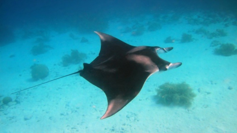 Plongée sous-marine Maldives : Le guide complet