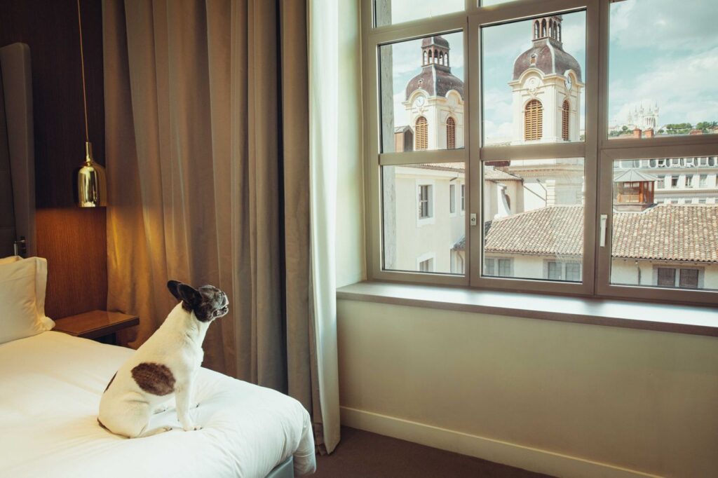 Accueil pet friendly dans les hôtels Intercontinental