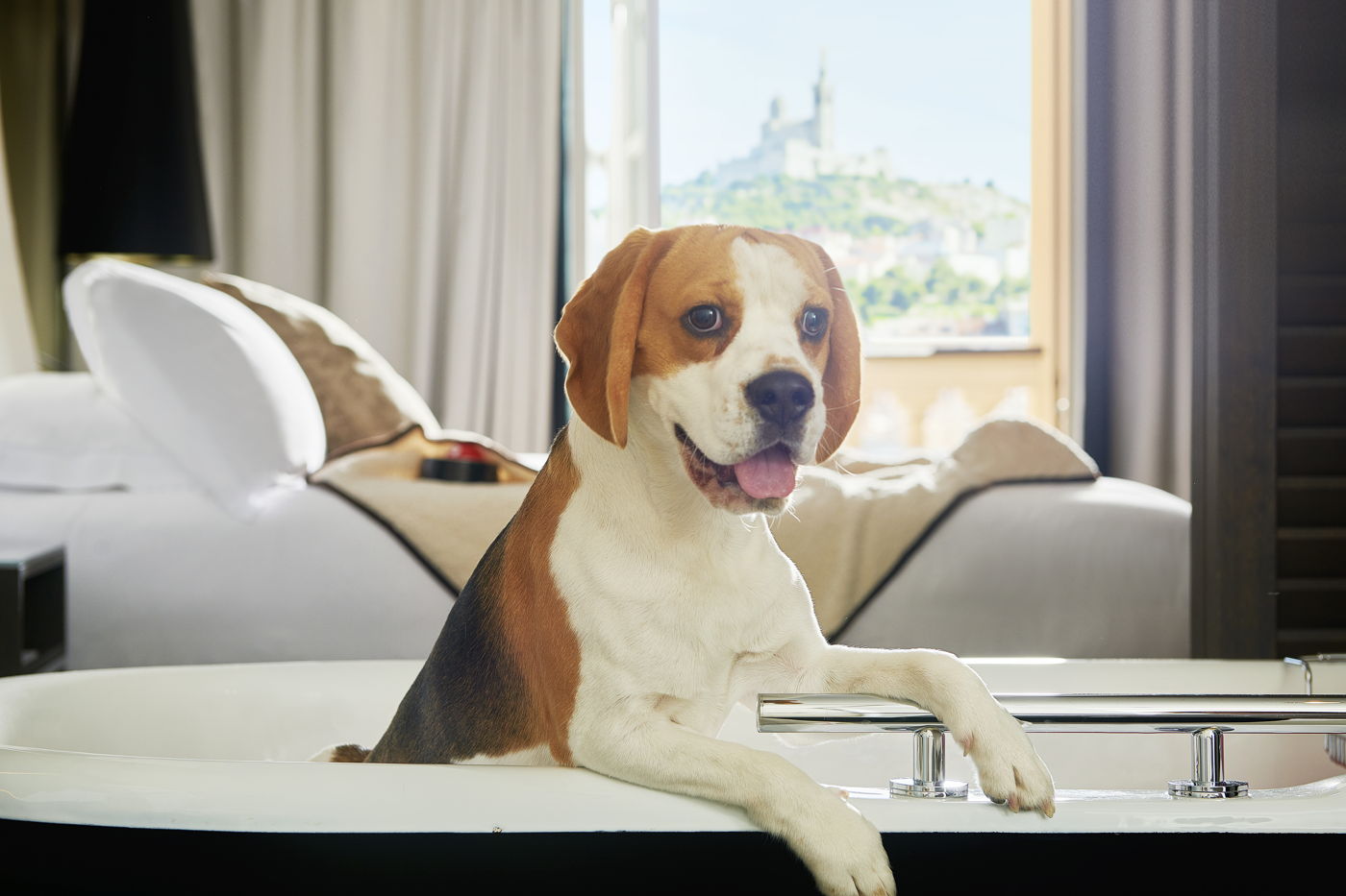 accueil pet friendly intercontinental marseille hotel dieu c eric cuvillier 1