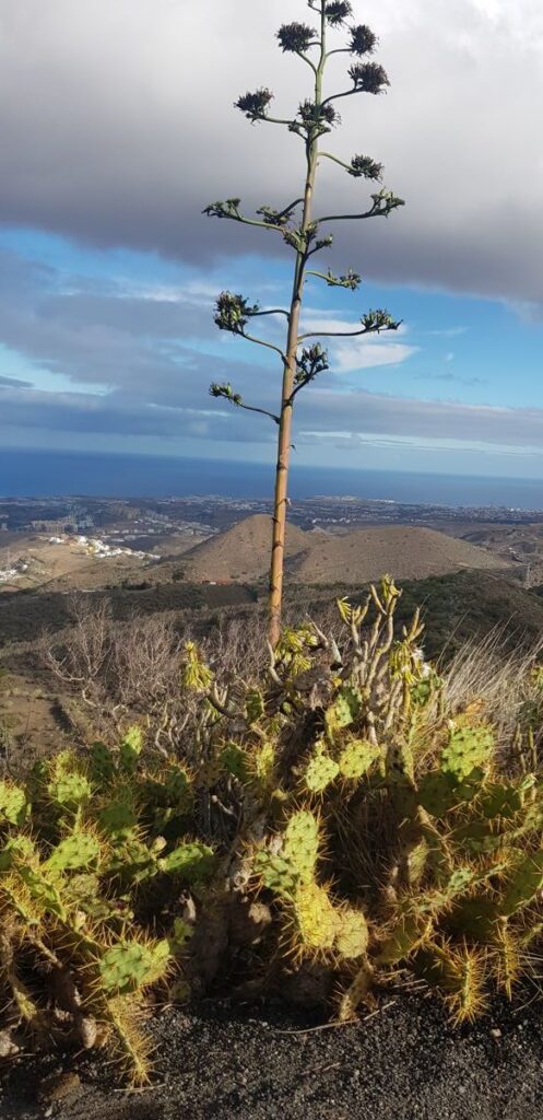 Cactus sont au rendez-vous