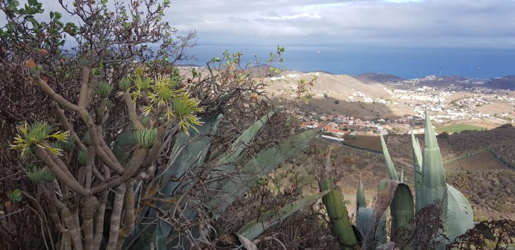 Cactus et broussaille