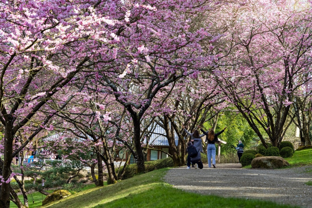 Parc Oriental de Maulévrier : Le plus grand jardin japonais