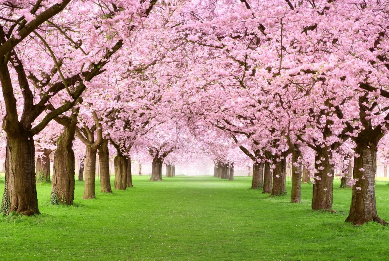 Cerisiers au Japon : où les voir en fleurs sans la foule