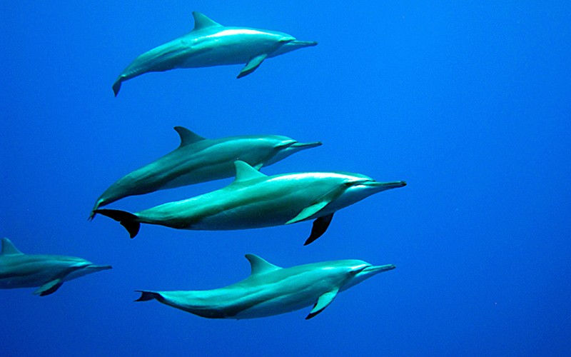 Les dauphins