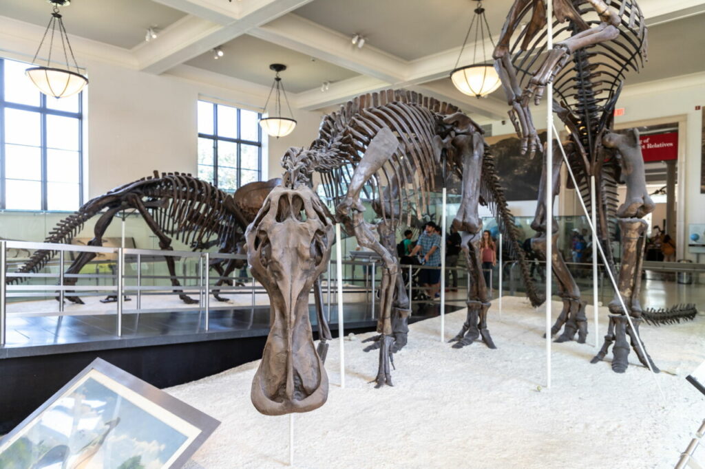 American Museum of Natural History (New York)