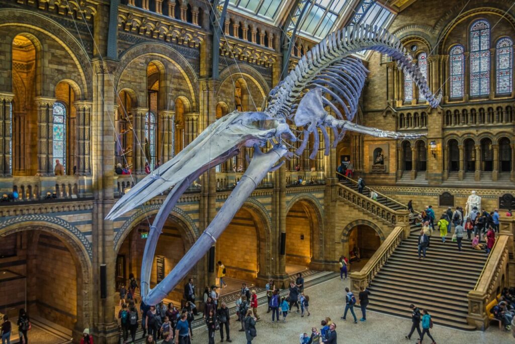 Natural History Museum (Londres)