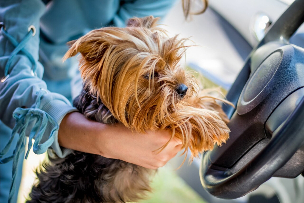 voyager avec son chien