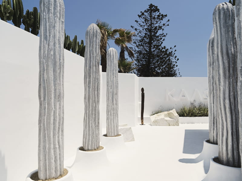 Cactus géants