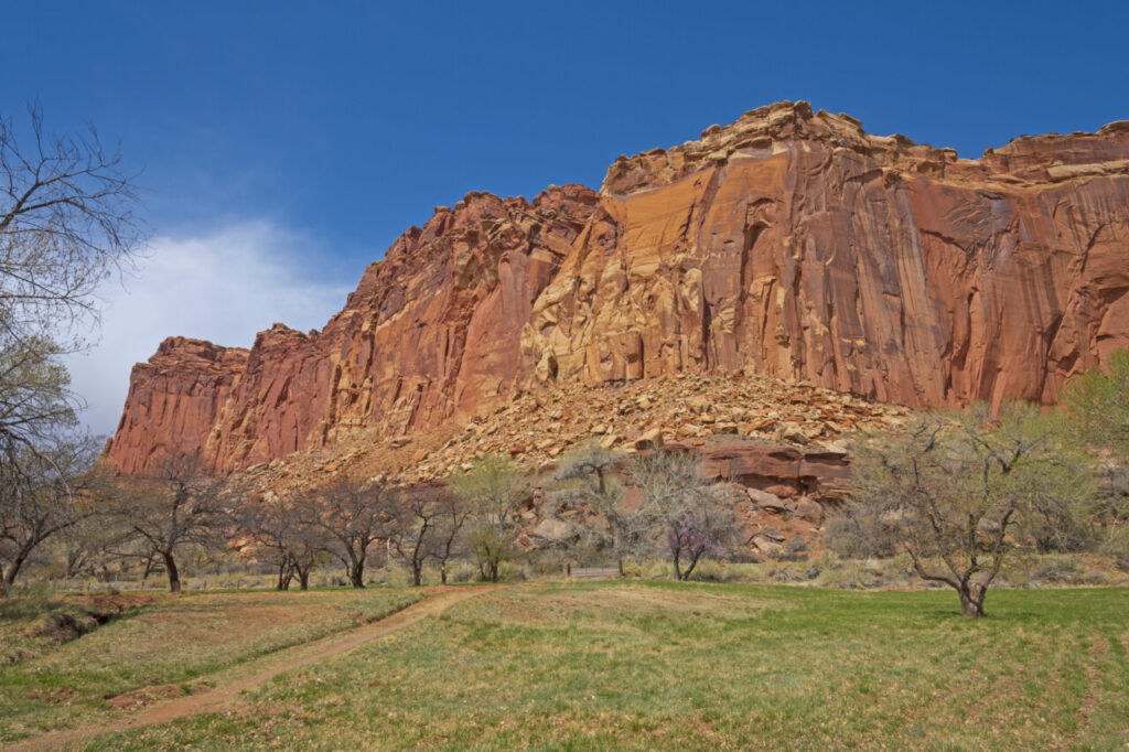 Arbres fruitiers dans Capitol Reef
