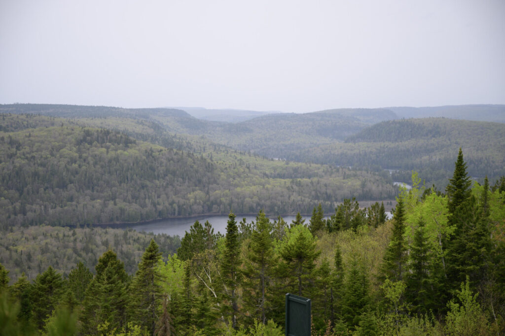 Immense forêt