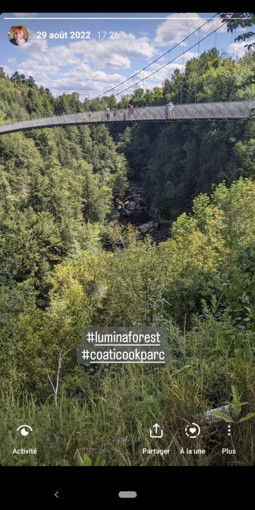 Lumina forest