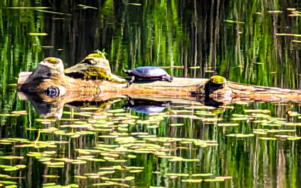 Une tortue
