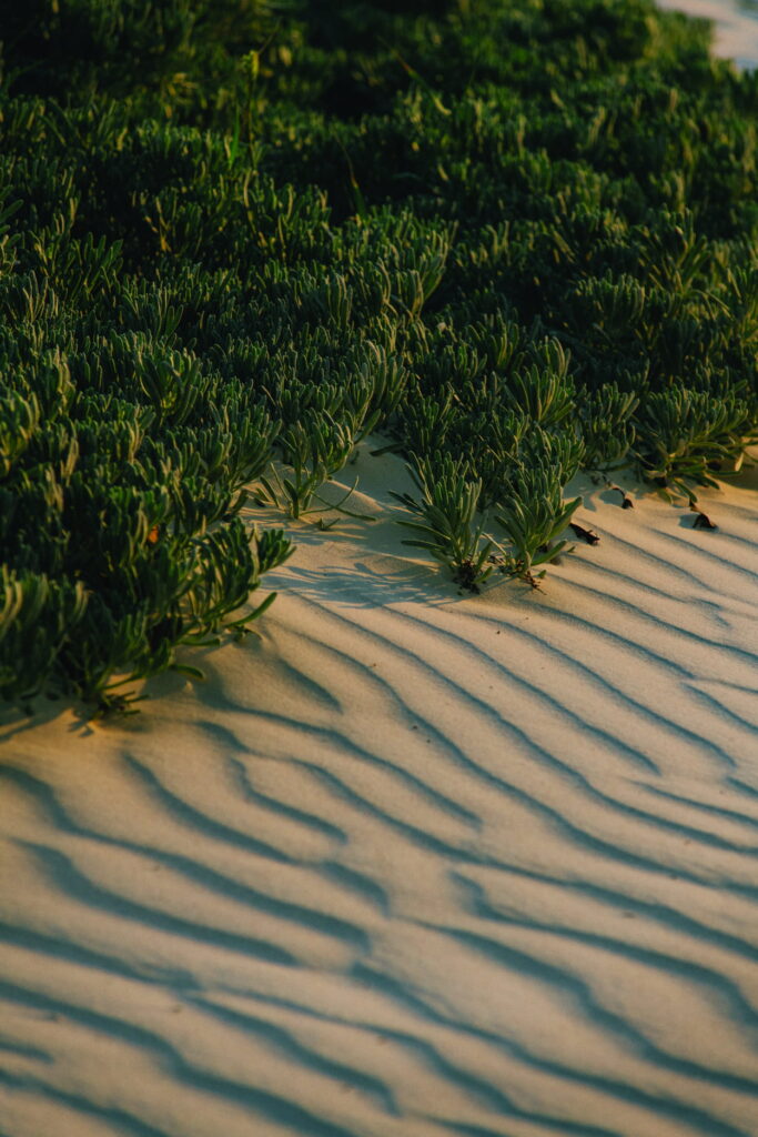 plage avec sable