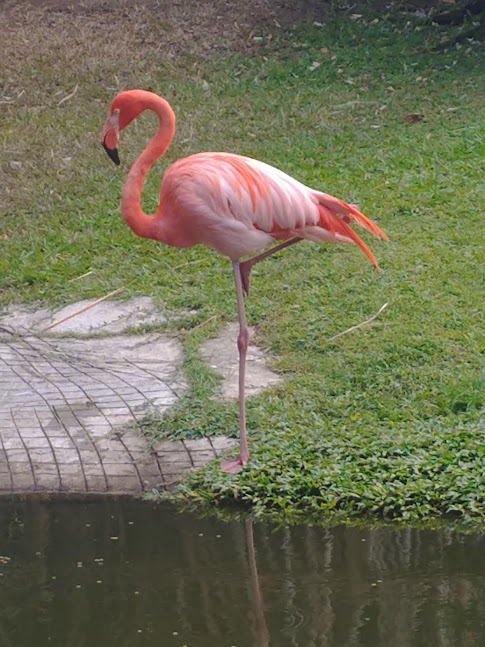 jardin botanique