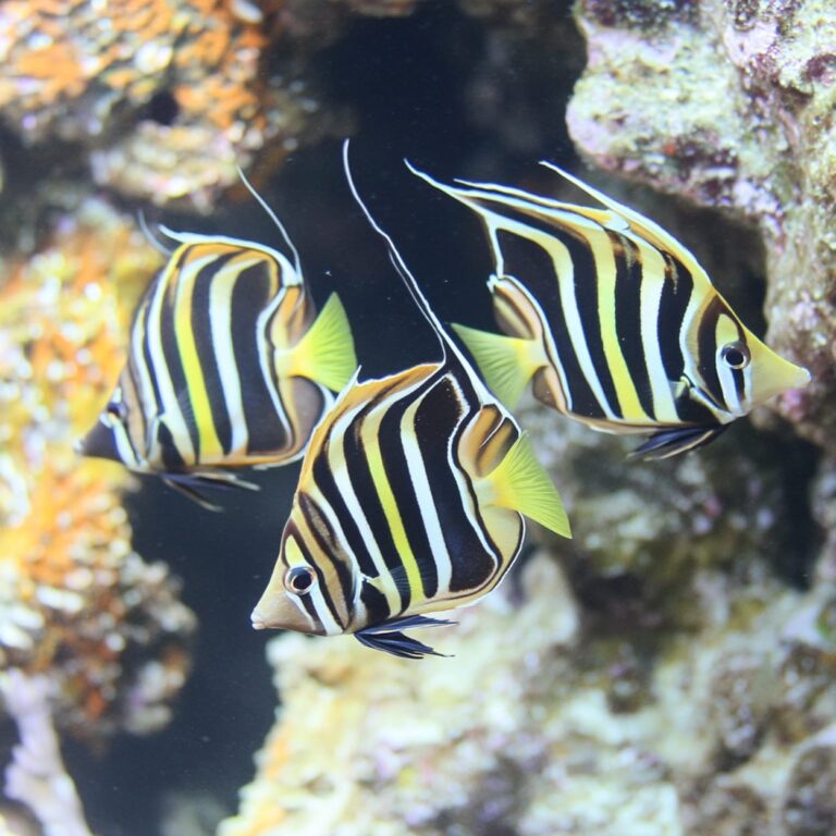poissons guadeloupe