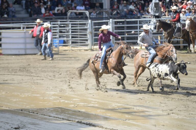 2 cow-boys tentent d'attraper un veau